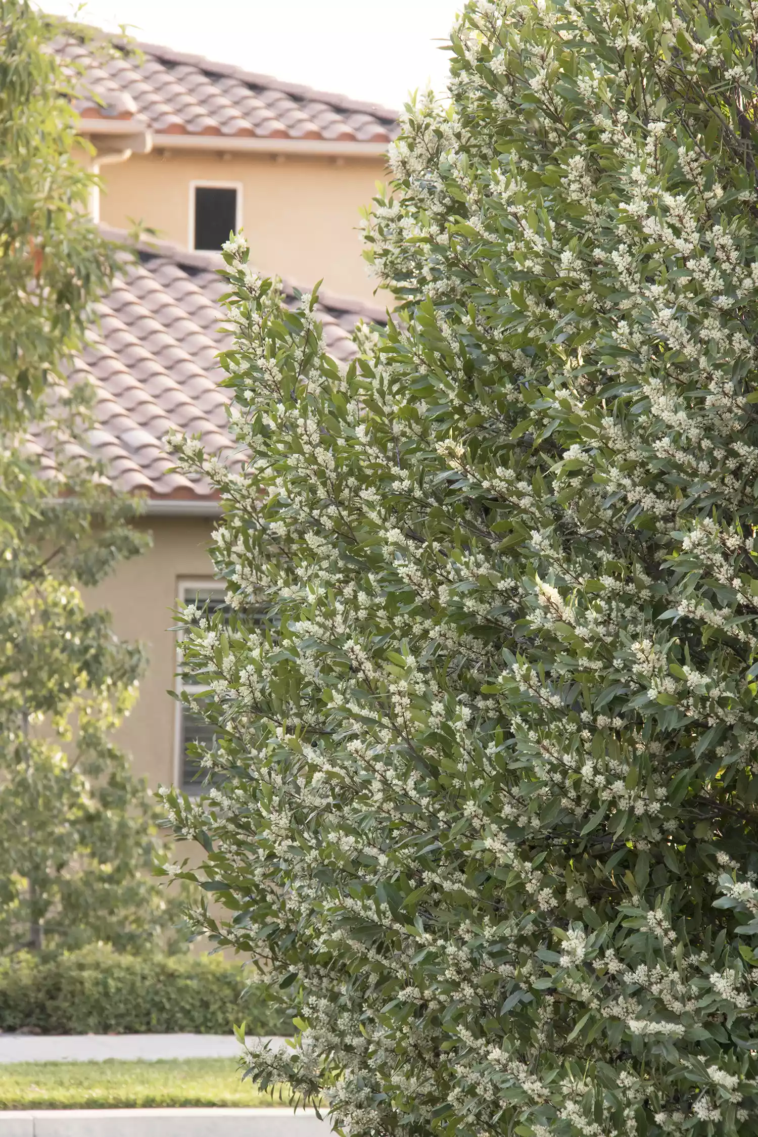 Monrovia Bright 'N Tightâ„¢ Carolina Laurel Plant in bloom