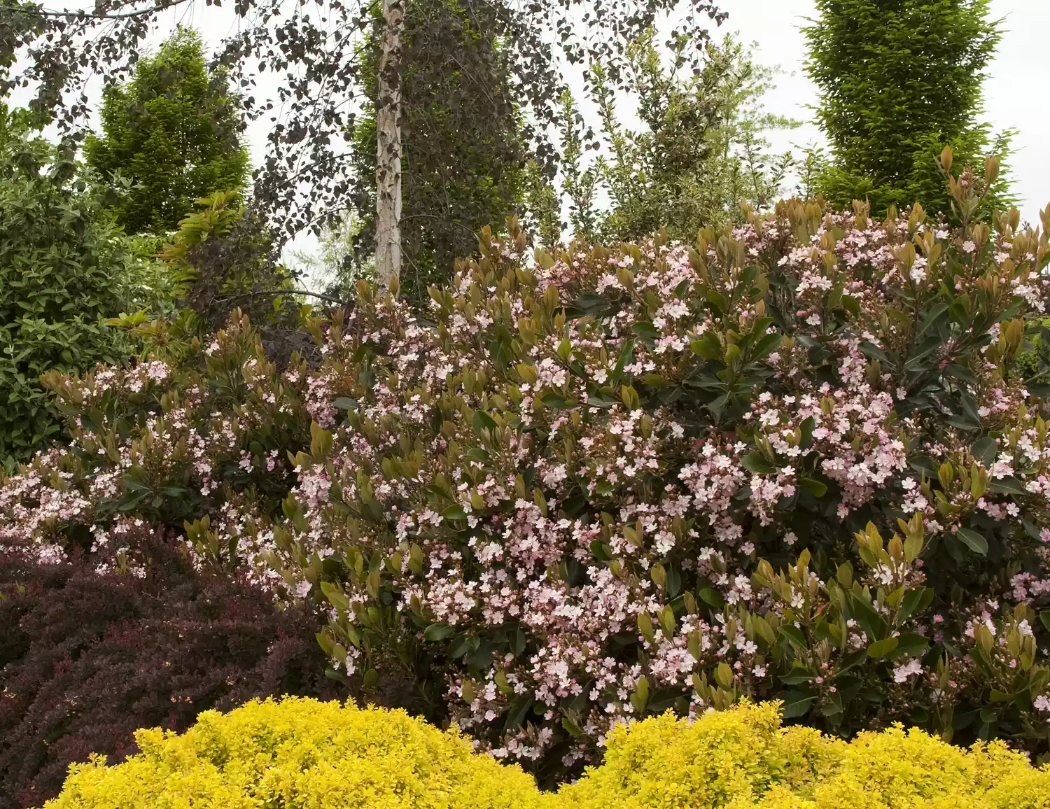 Monrovia Majestic BeautyÂ® Indian Hawthorn Plant 