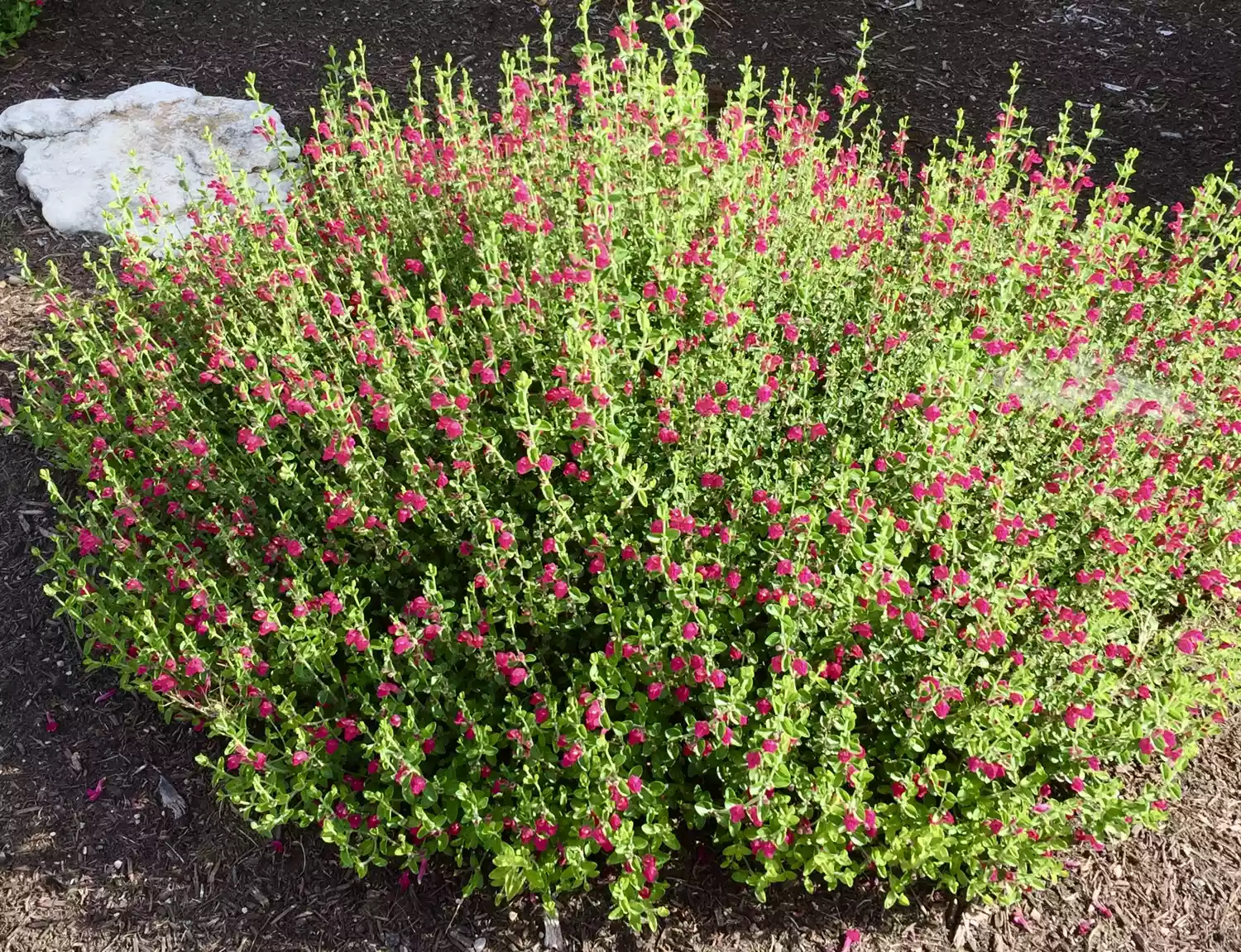 Pink Skullcap