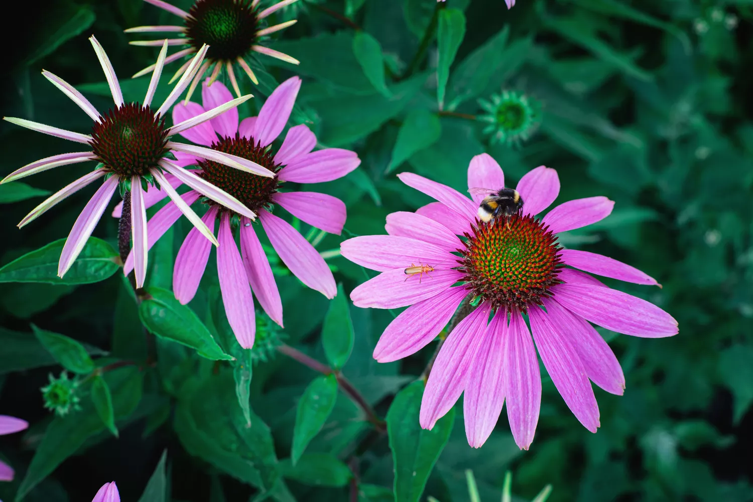 Smooth Purple Coneflower (Echinacea Laevigata)