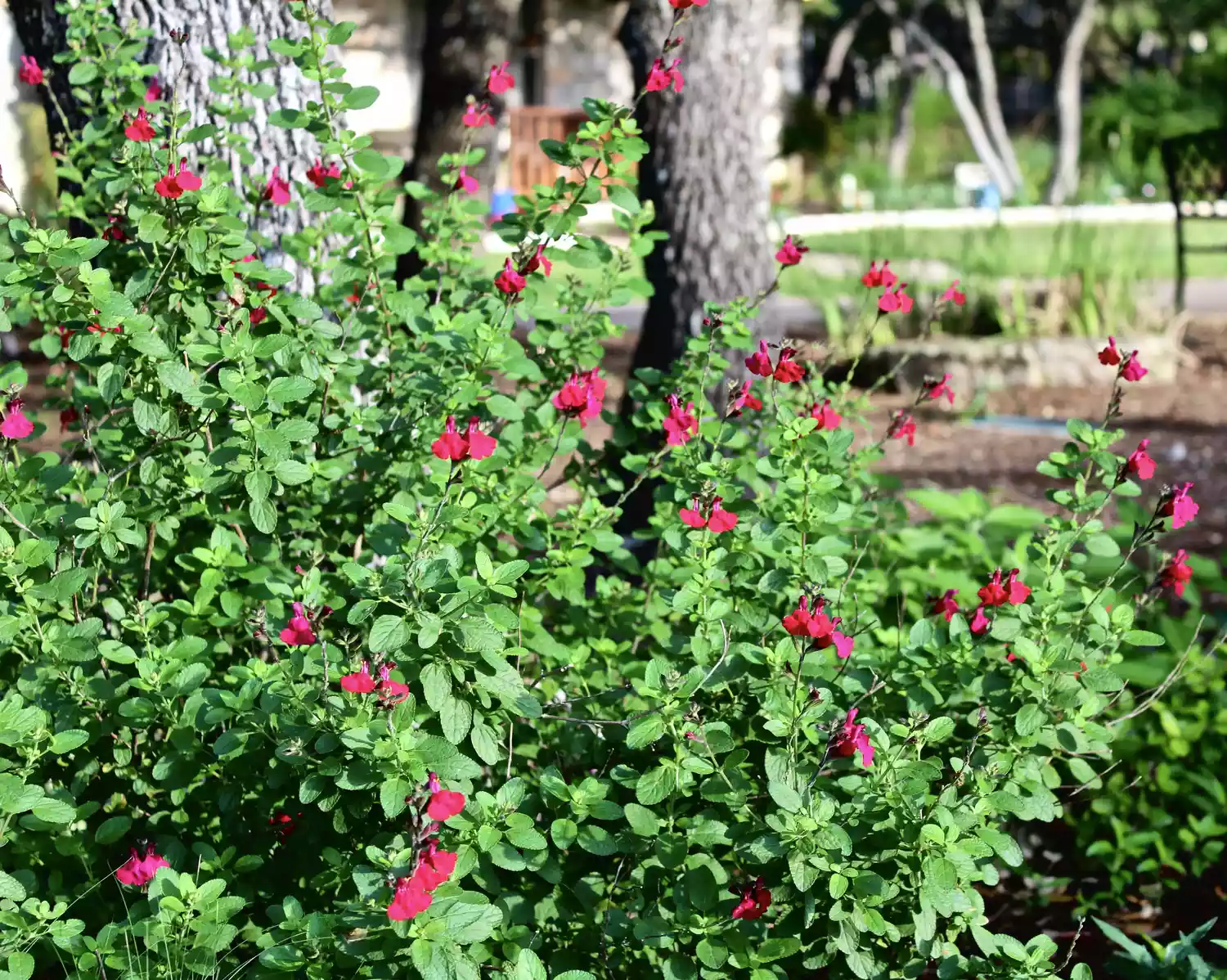 Salvia Greggii