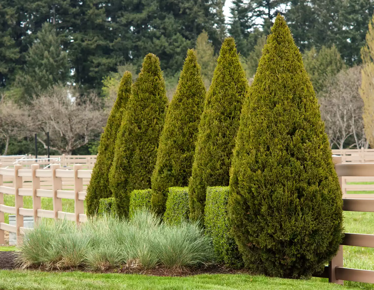 Spartan Juniper Shrub planted along fence