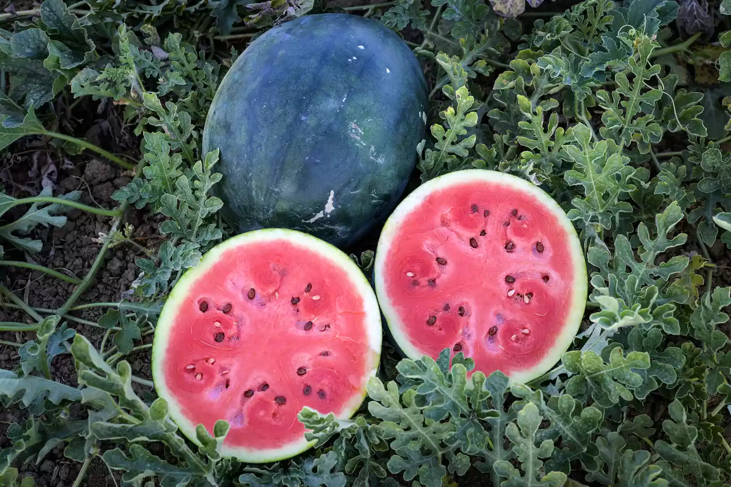 Sugar Baby Bush Watermelon