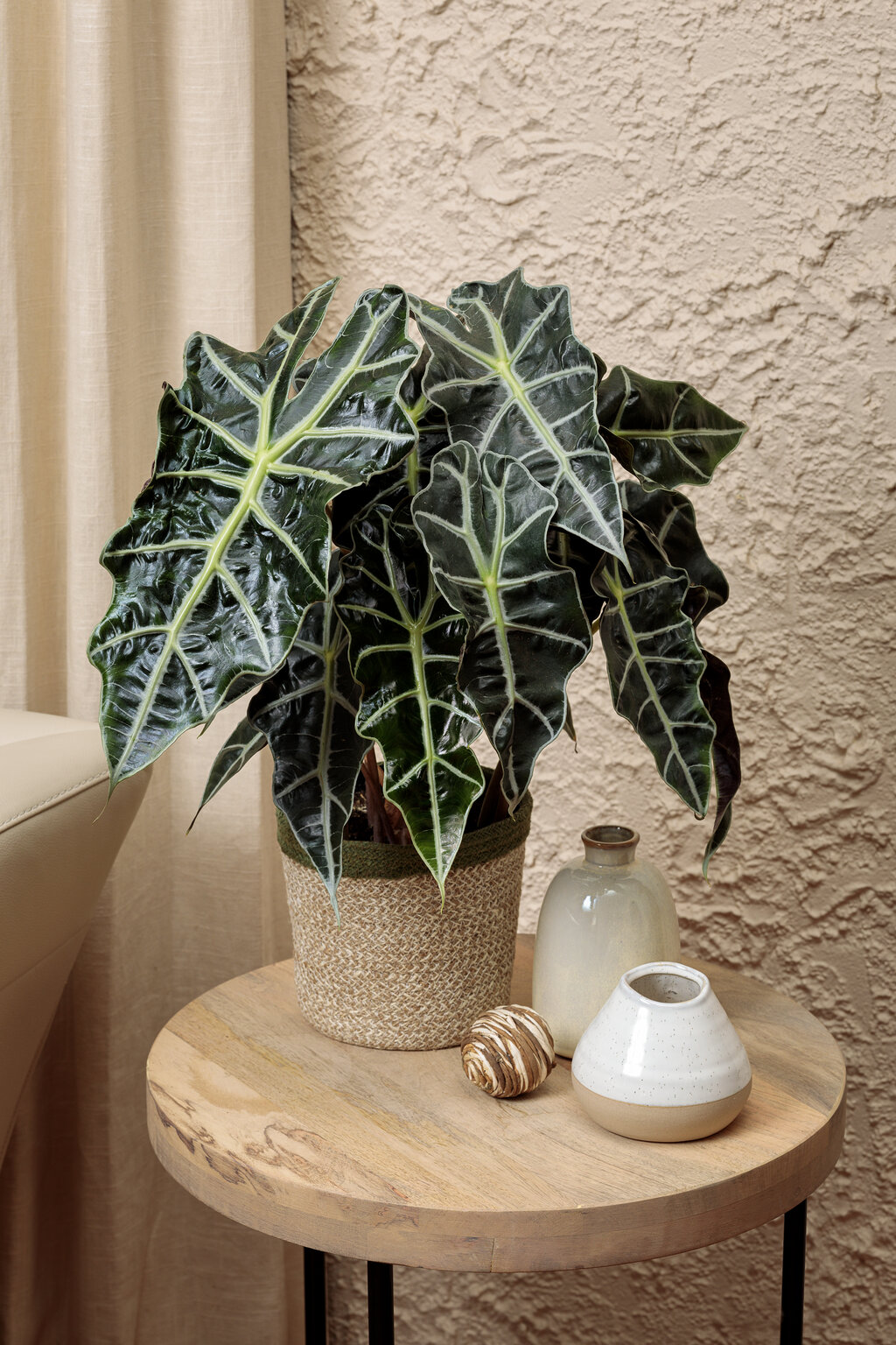 Alocasia - The Ultimate Growing & Care Guide | Proven Winners