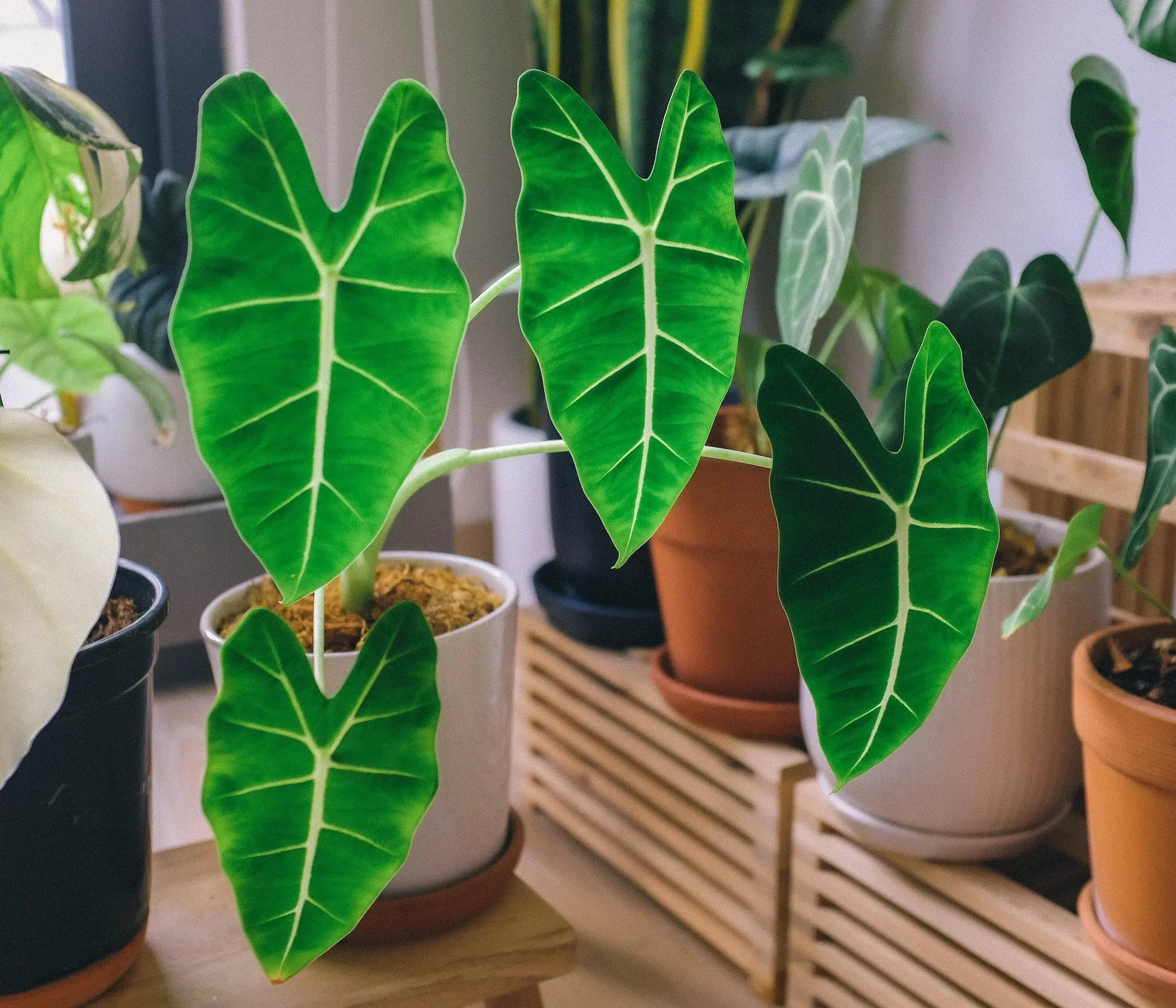 How To Take Care Of Your Alocasia – The Green Grower