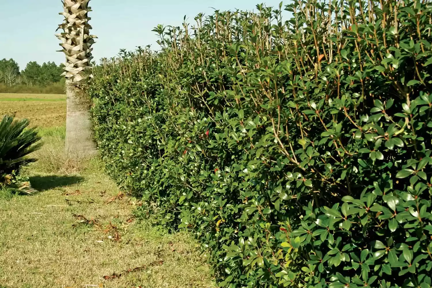 Cleyera Bigfoot Hedge Plant