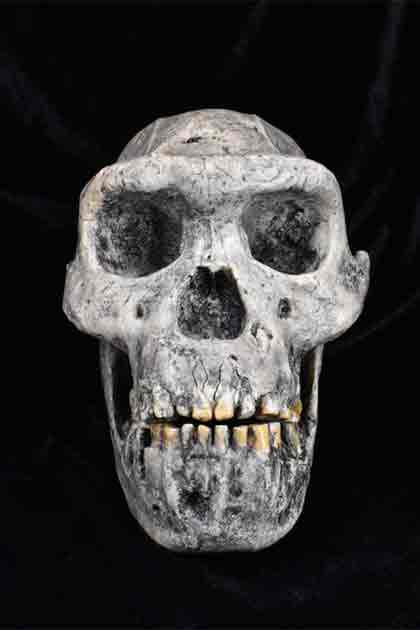 A cast of the skull of Homo erectus, one of the hominin species analyzed in the latest study. (The Duckworth Laboratory/ University of Cambridge)