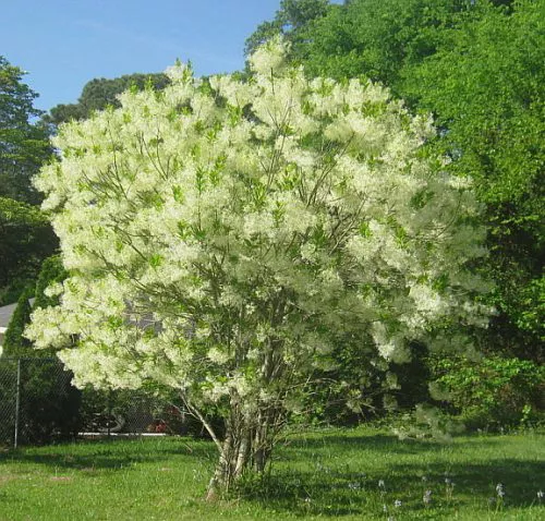 fringe-tree-001_phixr_phixr-e1464966839919.jpg