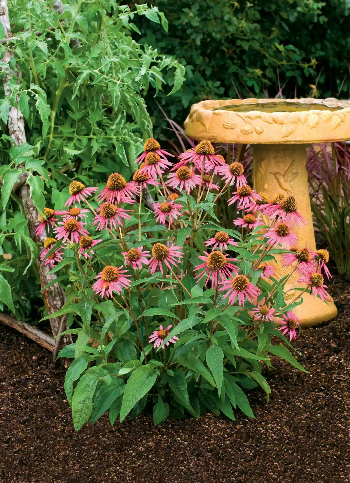 Rose-Pink Coneflowers