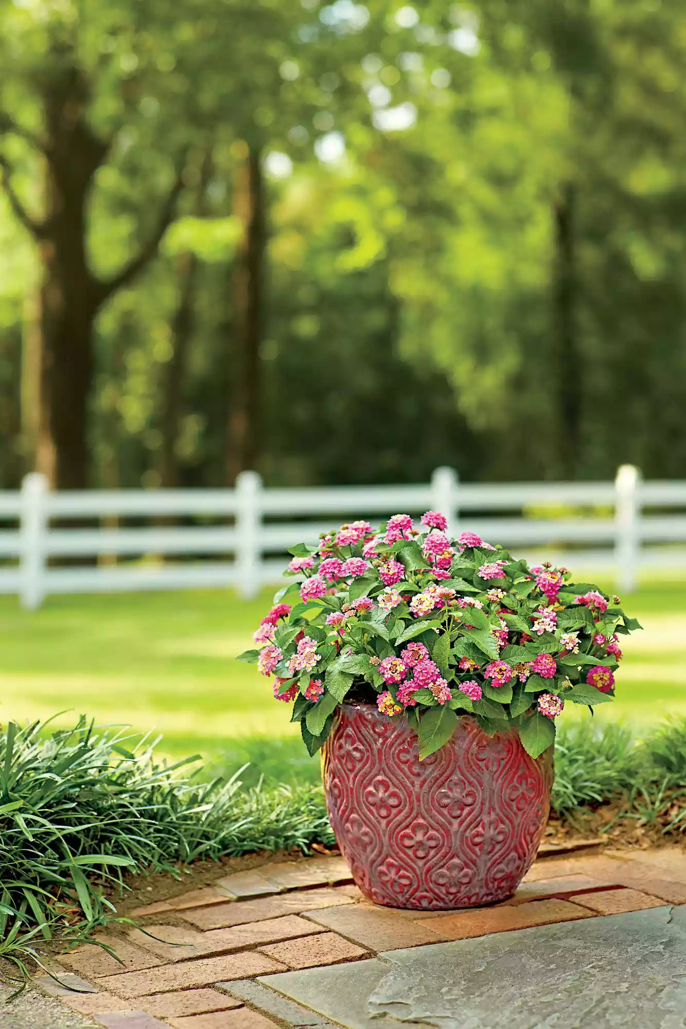 Pink Lantana in Pot