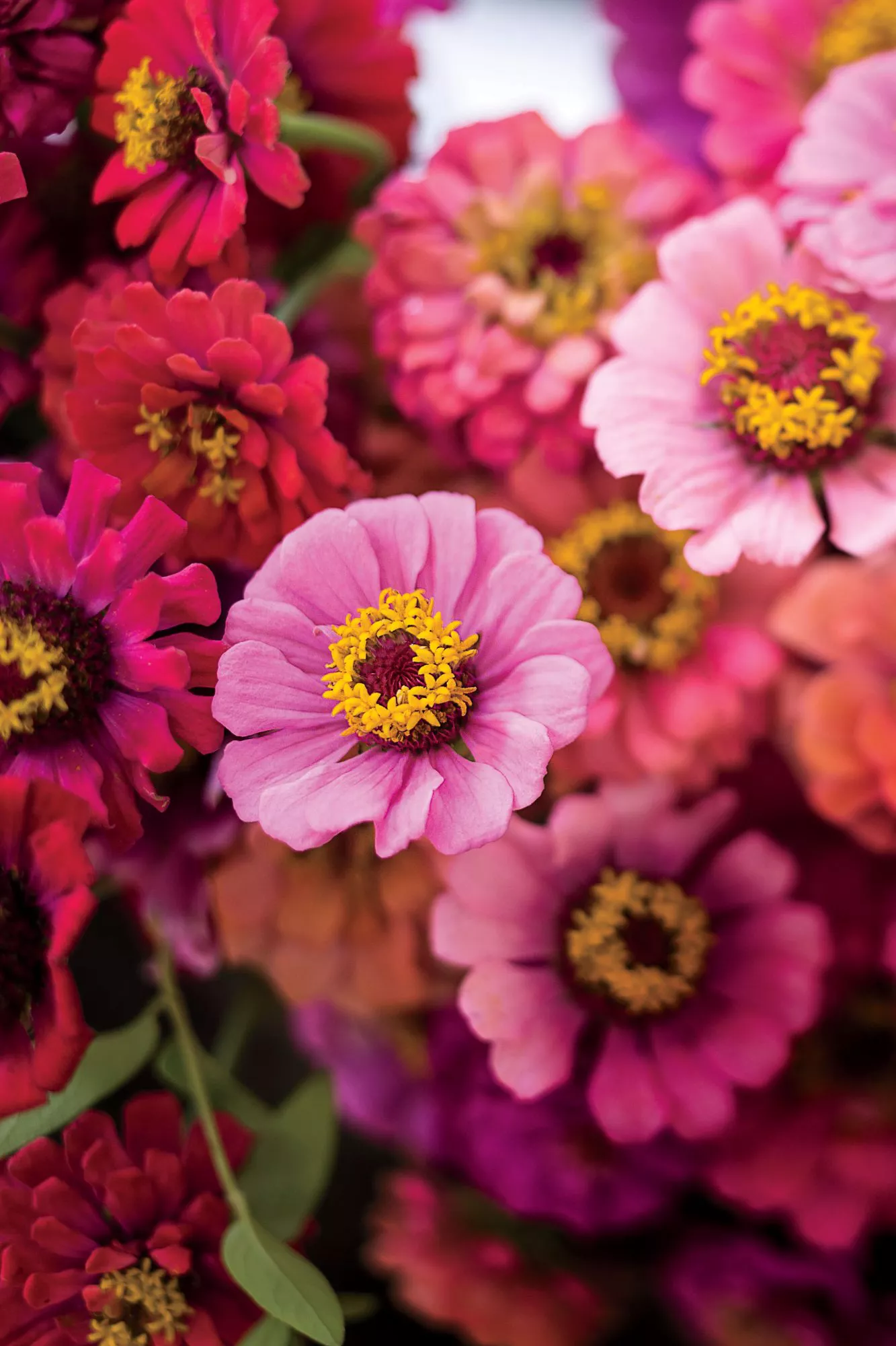 Colorful Zinnias