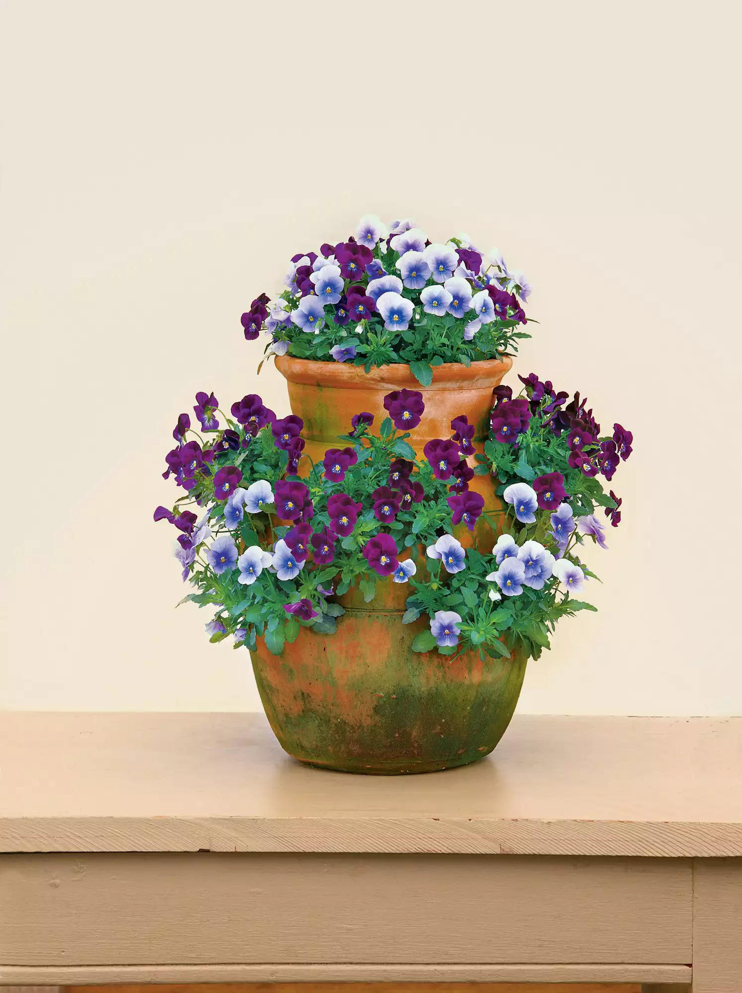 Purple Violas in Container