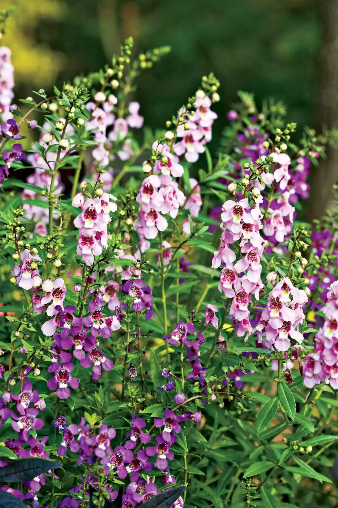 Purple Serena Angelonia