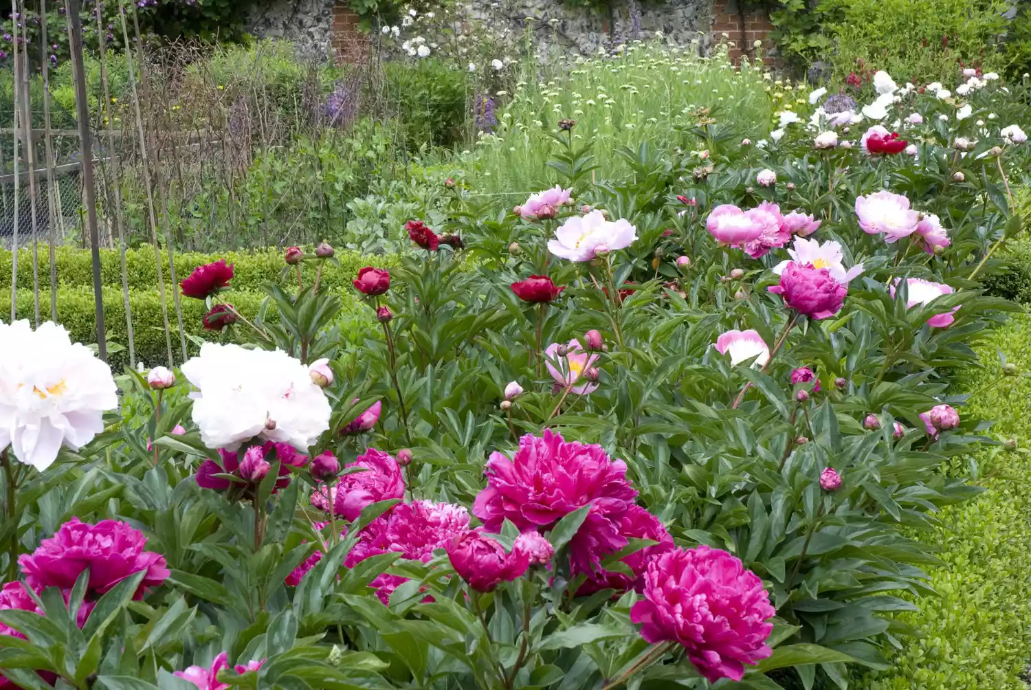 Peonies Border in Garden