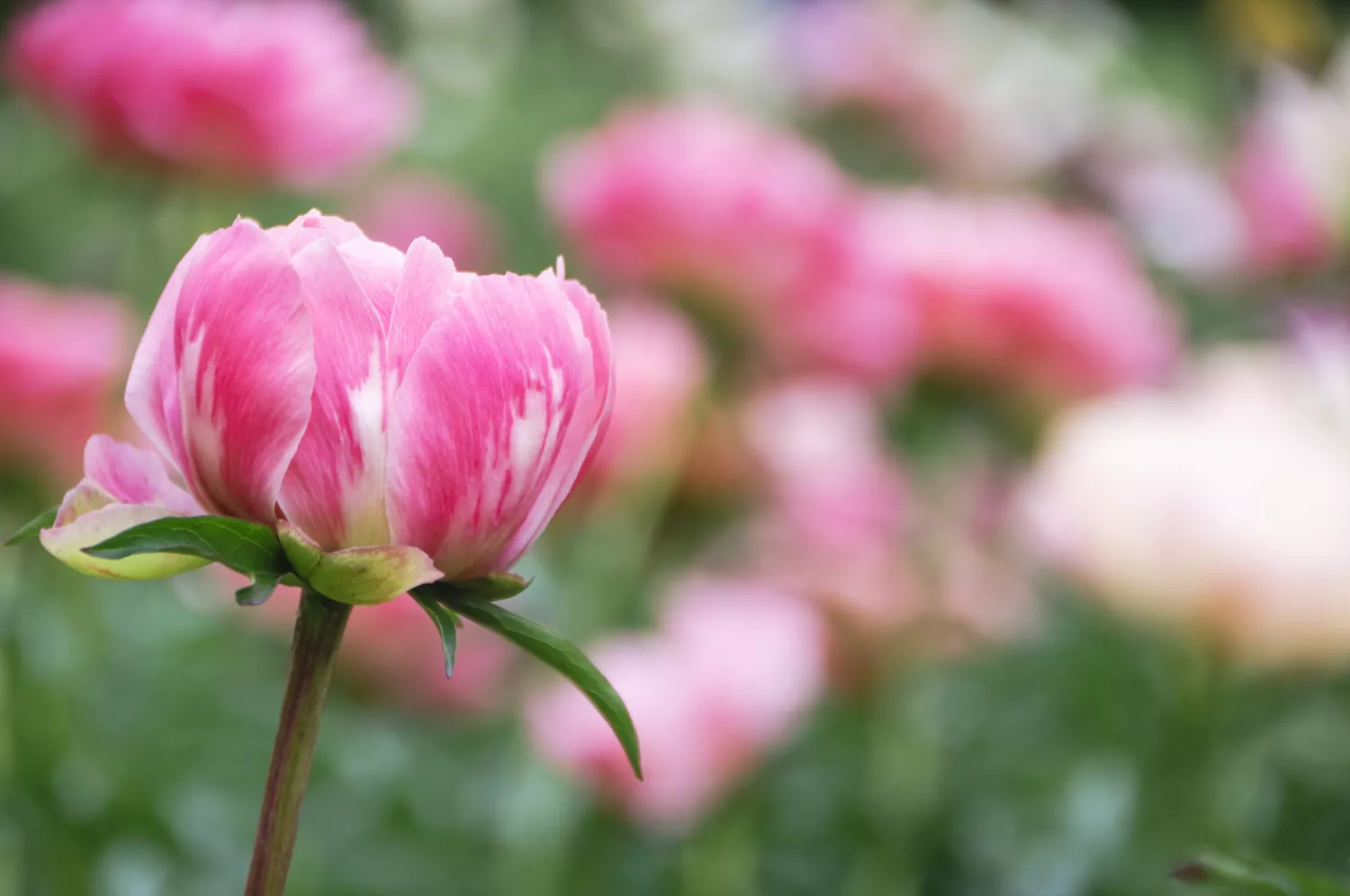 Peonies Last Forever Growth Location