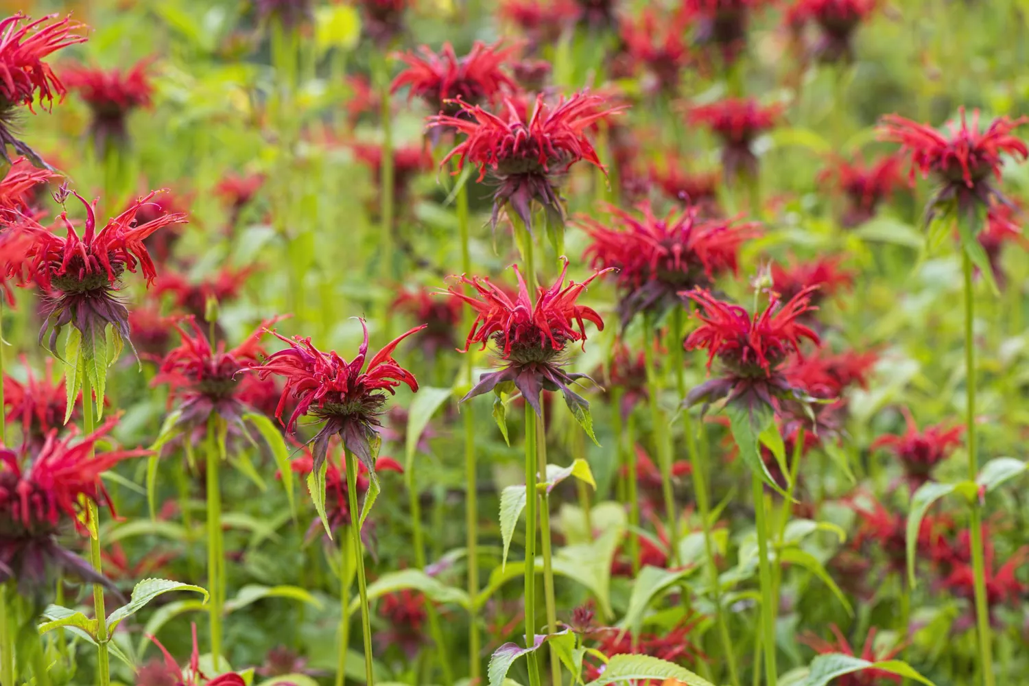 Bee Balm