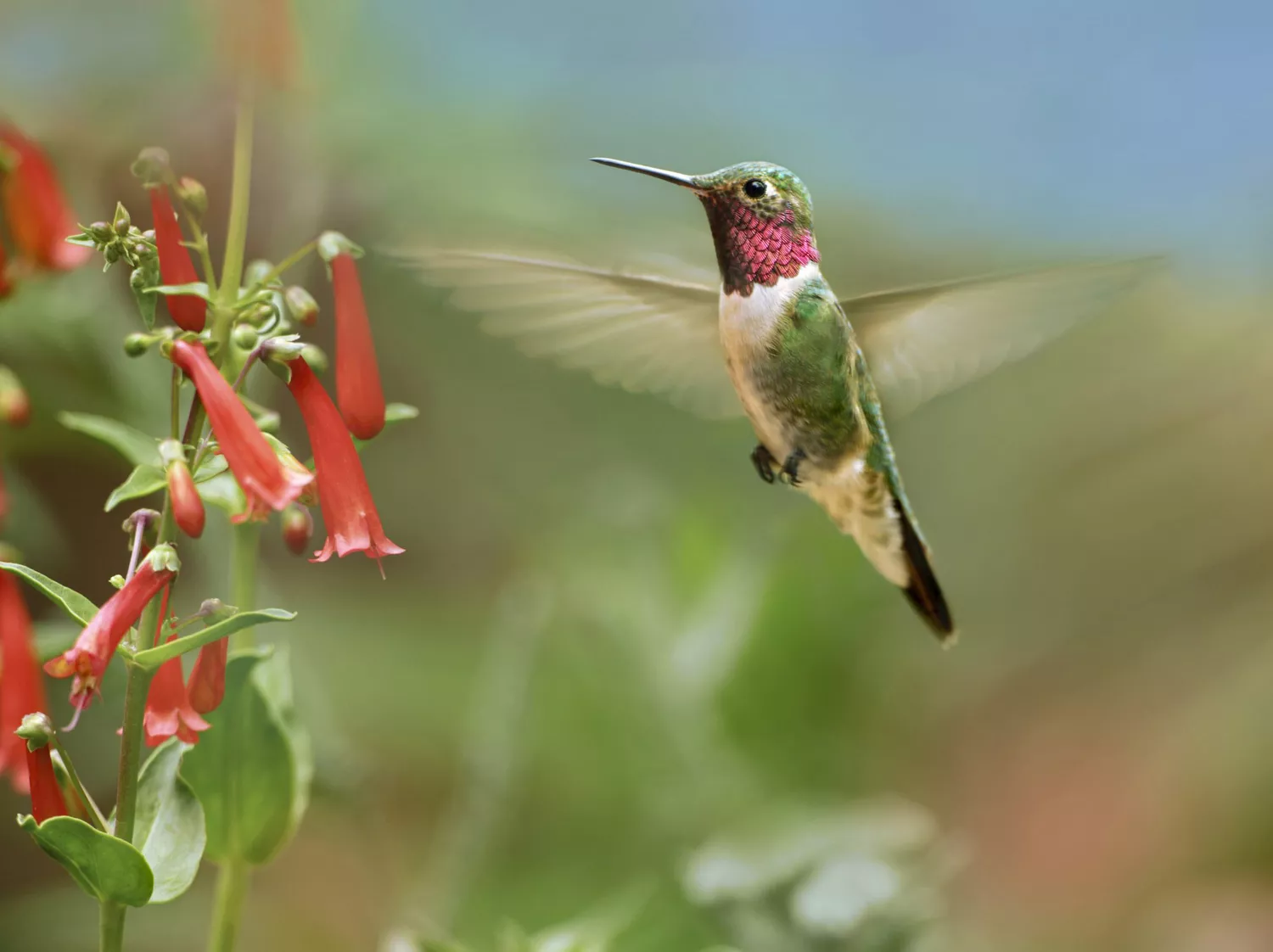 Hummingbird