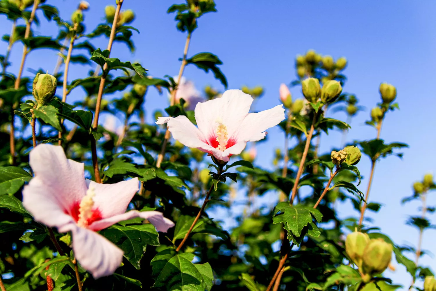 Rose of Sharon