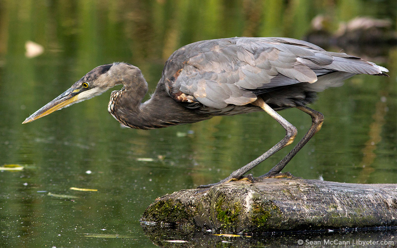 Wading Birds – The Waterbird Society