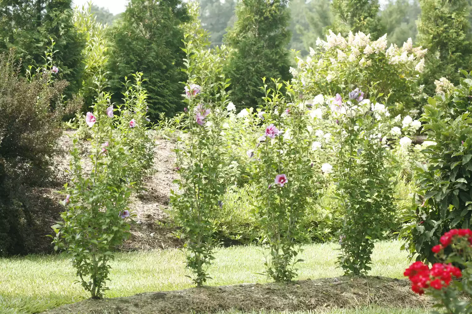 Purple PillarÂ® Rose of Sharon