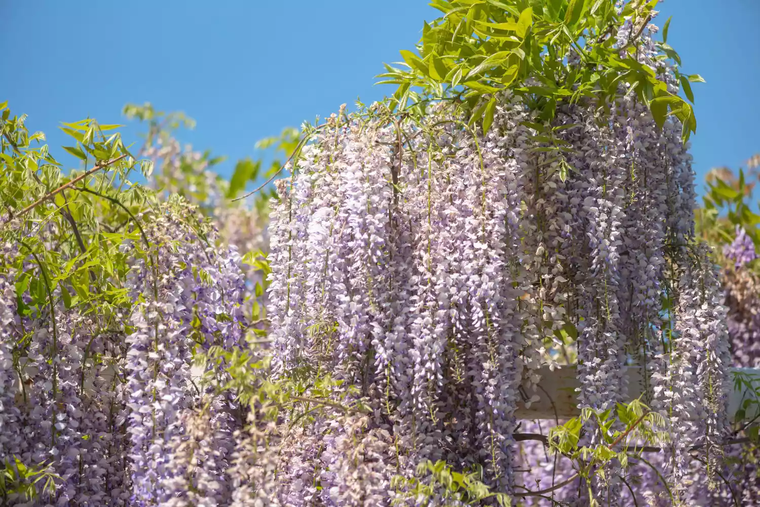 how-to-grow-care-for-wisteria_10