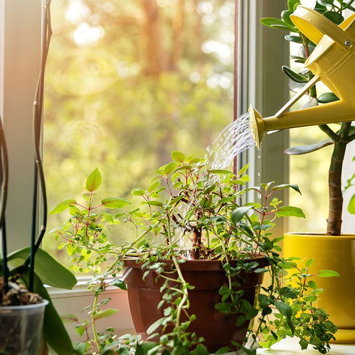 11 Best Indoor Plants — Easy Care Houseplants For Small, 47% OFF