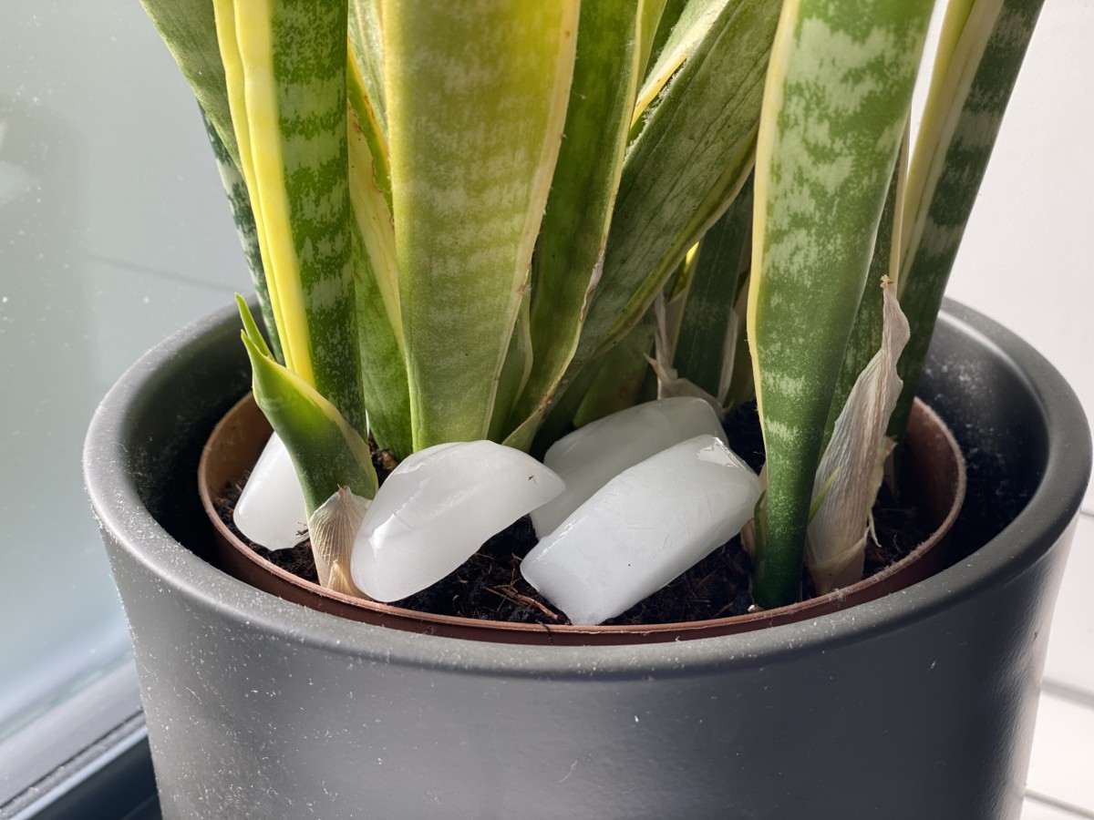 6 Popular Tips That Are Actually Killing Your Houseplants