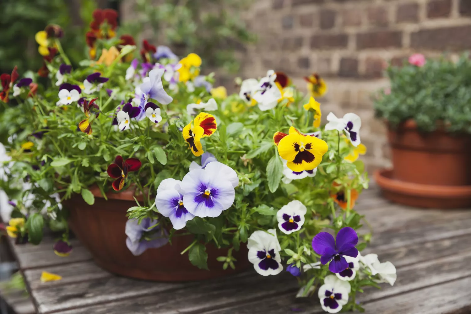 Pansies and Violas