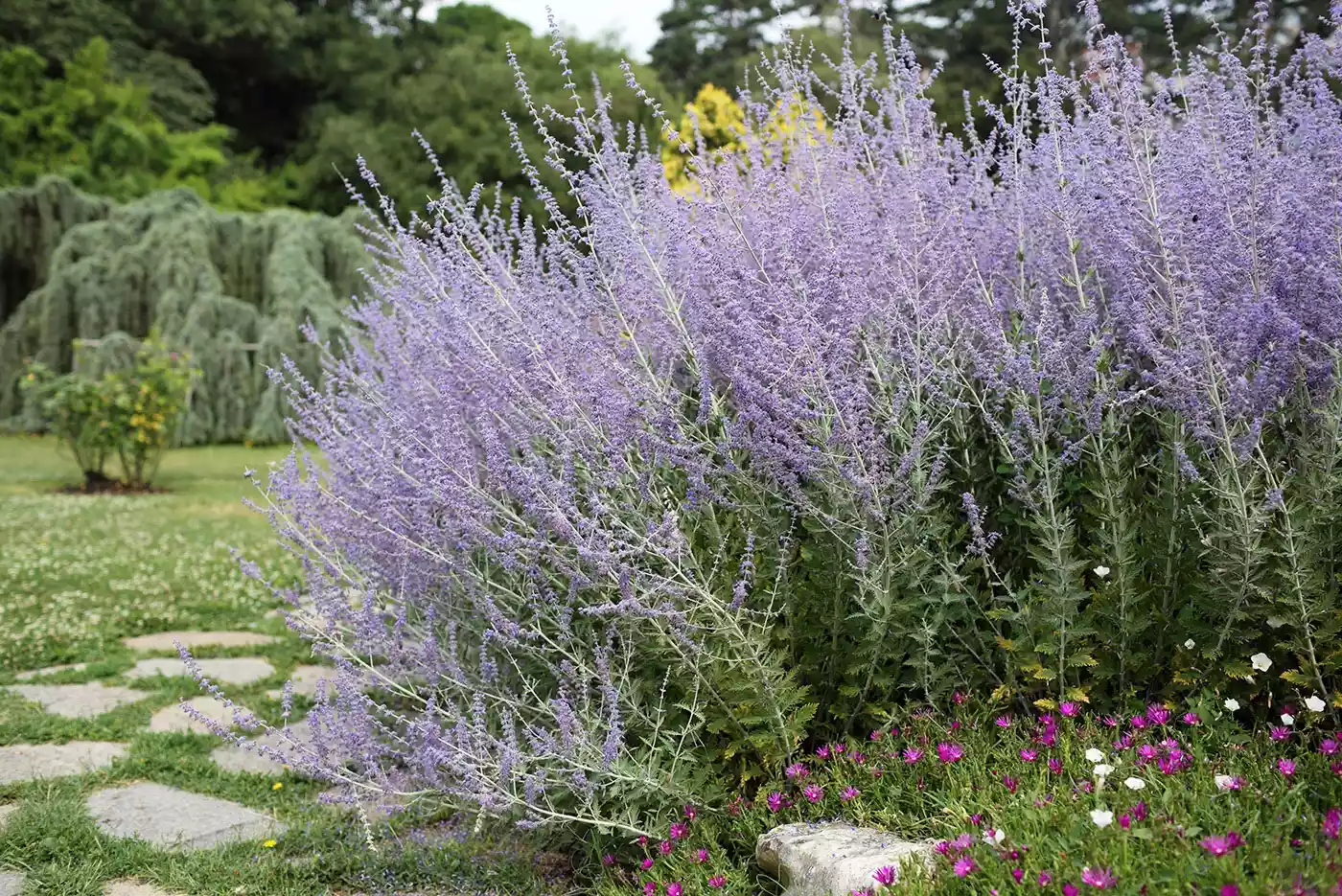 Perennial Russian Sage