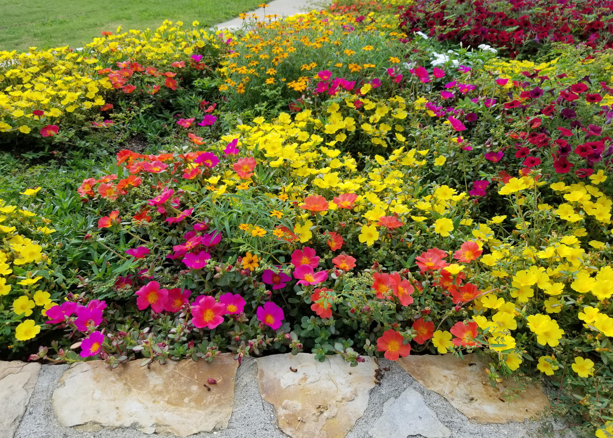Make room for portulaca in your 2022 landscape | Mississippi State  University Extension Service