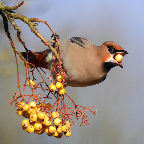 The Wonder of Waxwings | The Wildlife Trust for Lancashire, Manchester and  North Merseyside