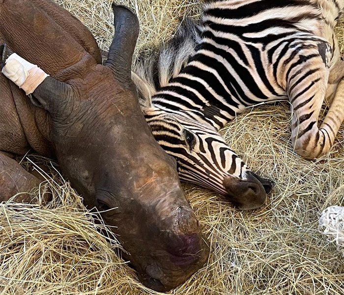 Orphan Rhino Sanctuary Finds An Abandoned Zebra And Takes It Under Their Care, Gifting A Best Friend To One Of The Rhinos There