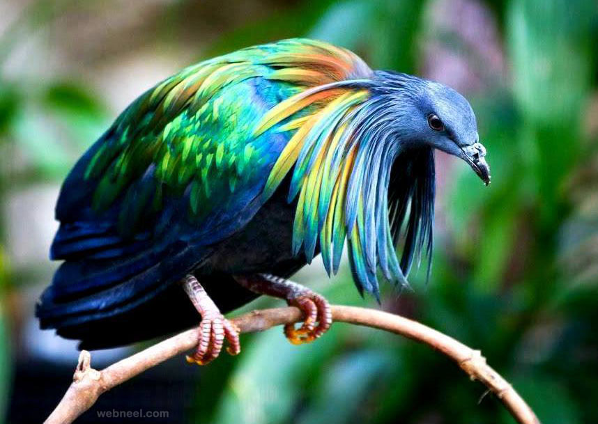 bird photography nicobar pigeon