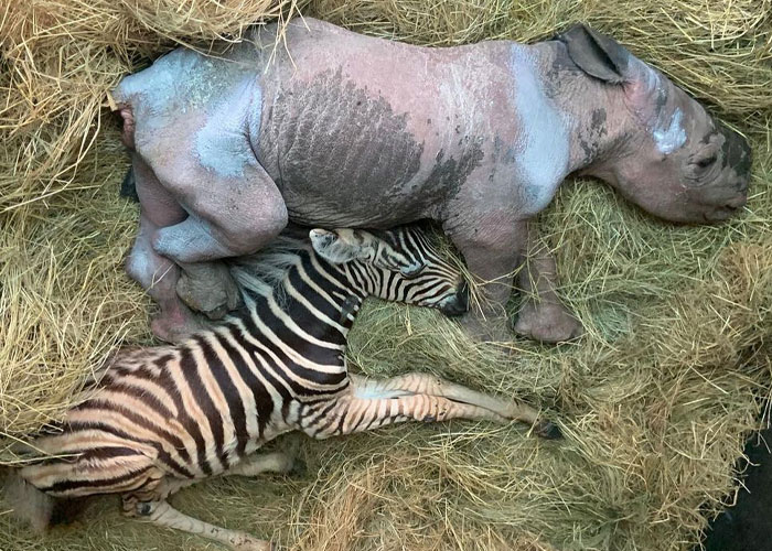 Orphan Rhino Sanctuary Finds An Abandoned Zebra And Takes It Under Their Care, Gifting A Best Friend To One Of The Rhinos There