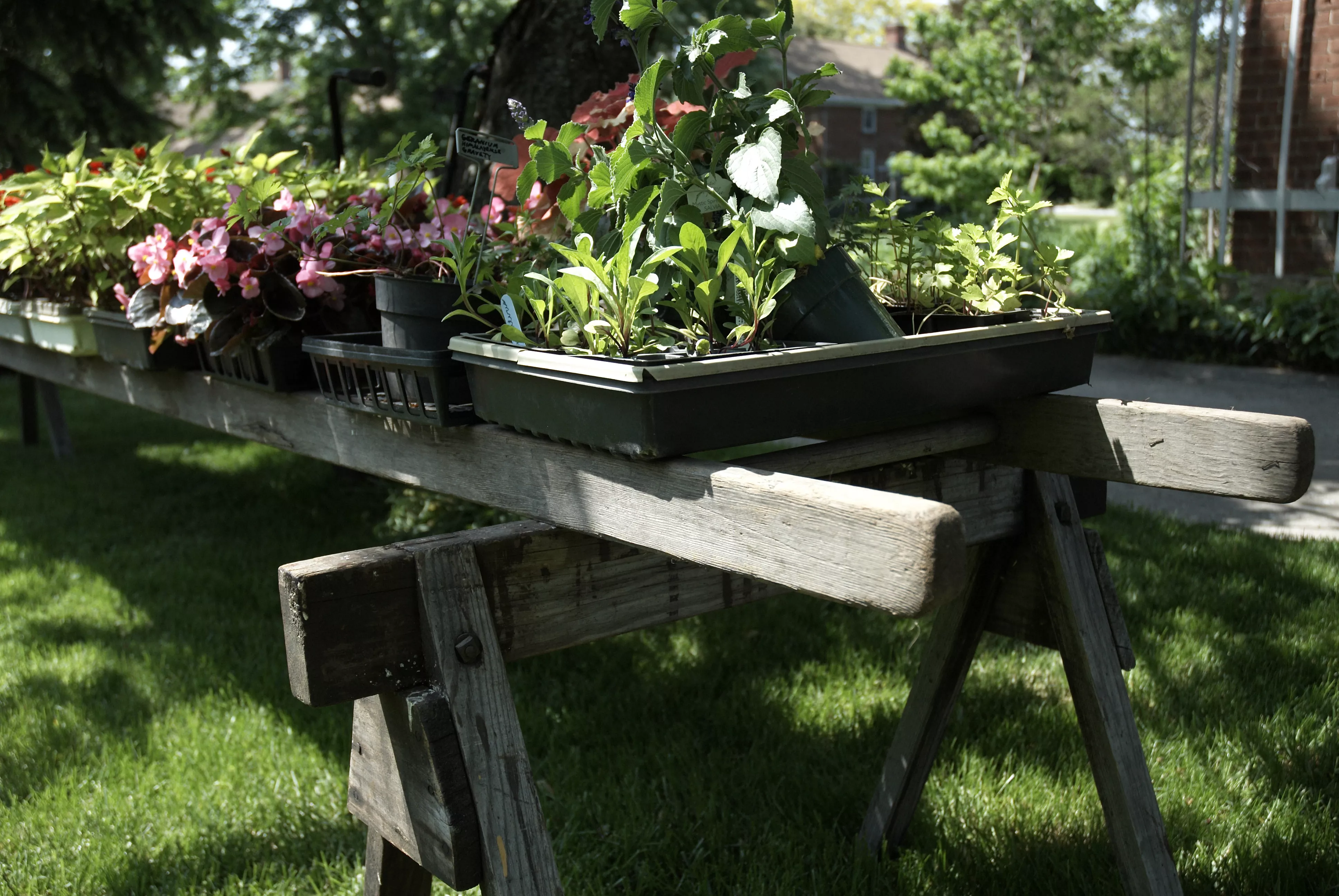 flowers in trays on top of long boards on saw horses