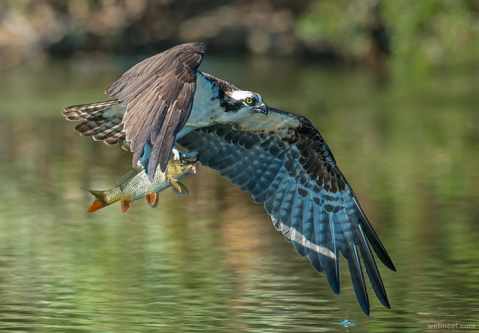 bird photography