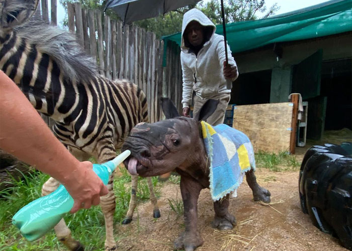 Orphan Rhino Sanctuary Finds An Abandoned Zebra And Takes It Under Their Care, Gifting A Best Friend To One Of The Rhinos There