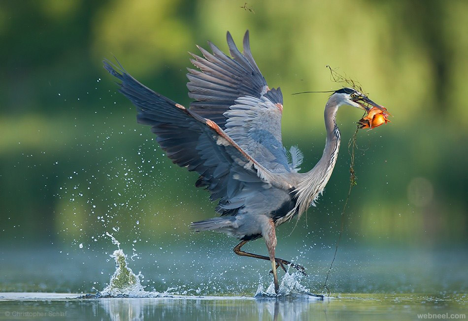 bird photography