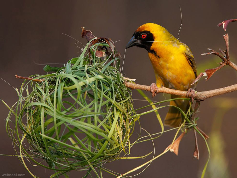 beautiful bird photography