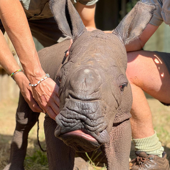 Orphan Rhino Sanctuary Finds An Abandoned Zebra And Takes It Under Their Care, Gifting A Best Friend To One Of The Rhinos There