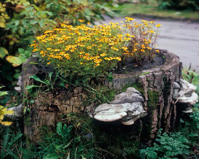 Old mushroom feature #decorhomeideas