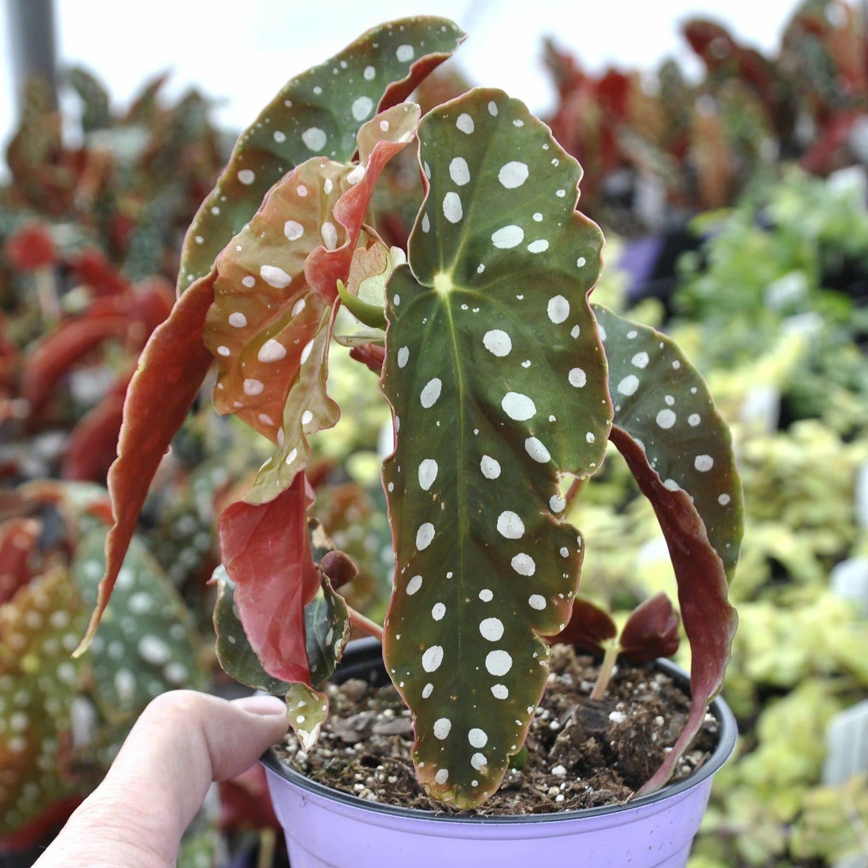 'Wightii' Polka Dot Angel Wing Begonia