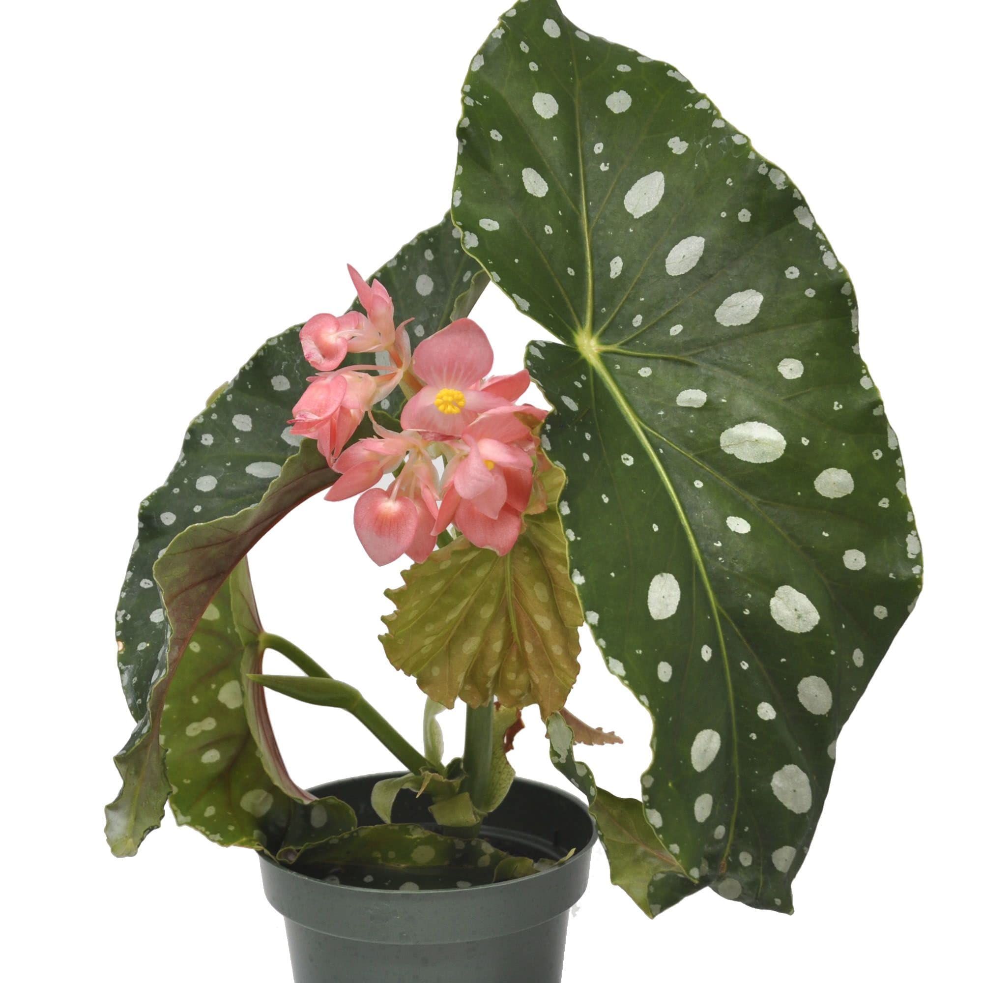 ‘Flamingo Queen’ Angel Wing Begonia