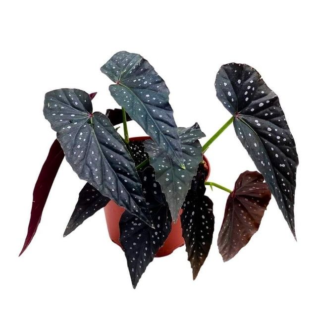 'Harmony's Dark Warlock' Angel Wing Begonia