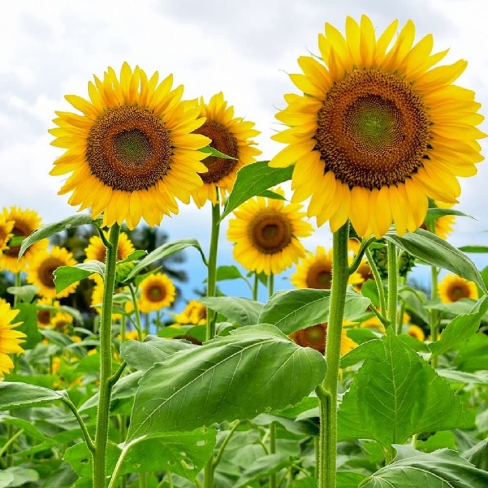 Mammoth Sunflower Seeds for Planting