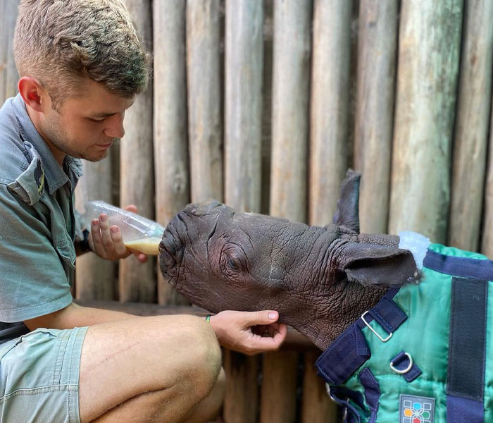 Orphan Rhino Sanctuary Finds An Abandoned Zebra And Takes It Under Their Care, Gifting A Best Friend To One Of The Rhinos There