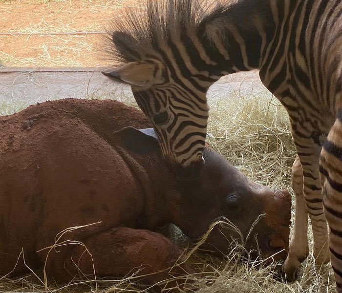 Orphan Rhino Sanctuary Finds An Abandoned Zebra And Takes It Under Their Care, Gifting A Best Friend To One Of The Rhinos There