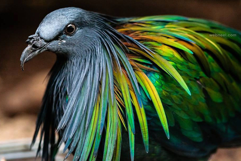 bird photography nicobar pigeon