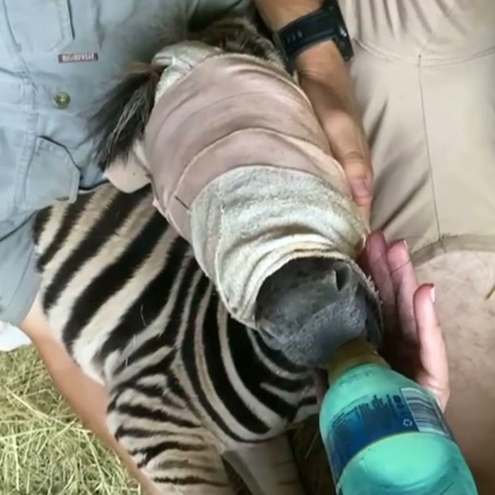 Orphan Rhino Sanctuary Finds An Abandoned Zebra And Takes It Under Their Care, Gifting A Best Friend To One Of The Rhinos There