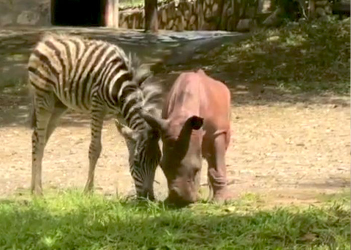 Orphan Rhino Sanctuary Finds An Abandoned Zebra And Takes It Under Their Care, Gifting A Best Friend To One Of The Rhinos There